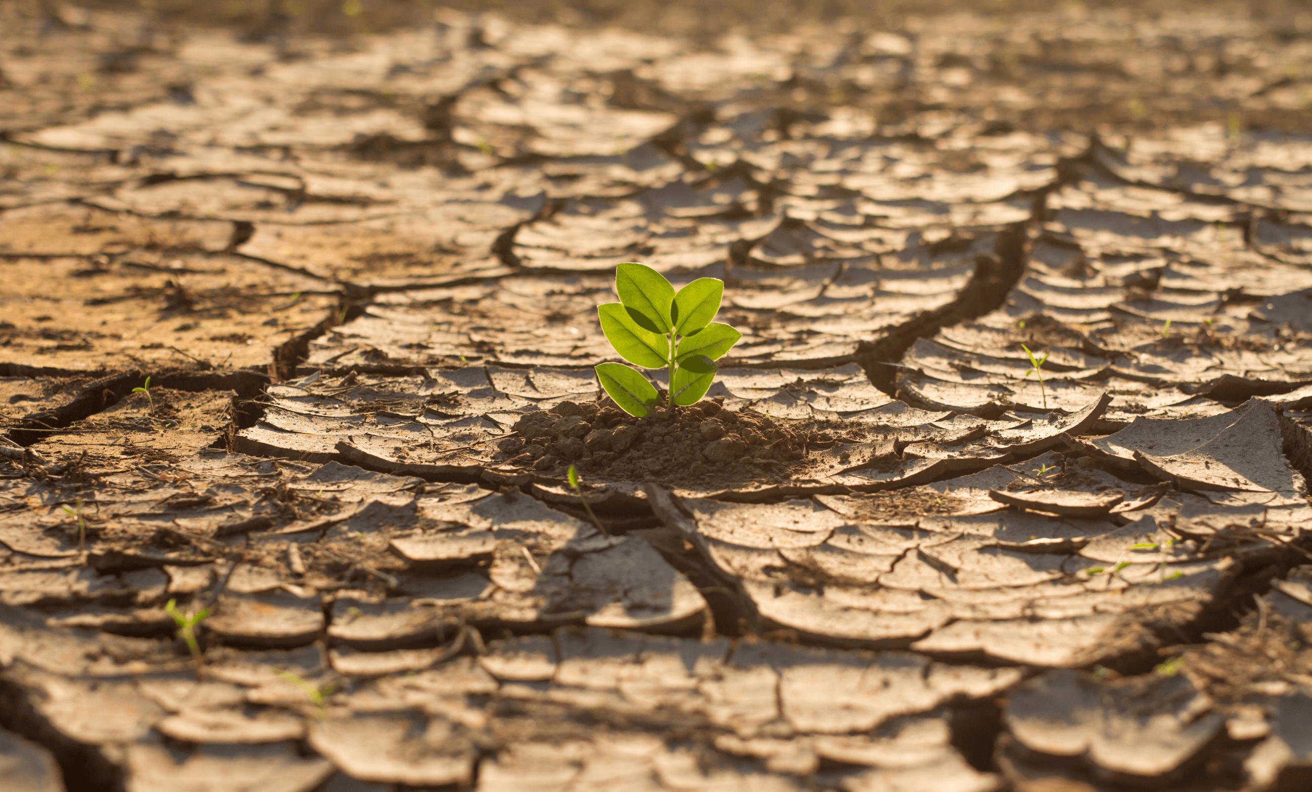 O que esperar da COP28?