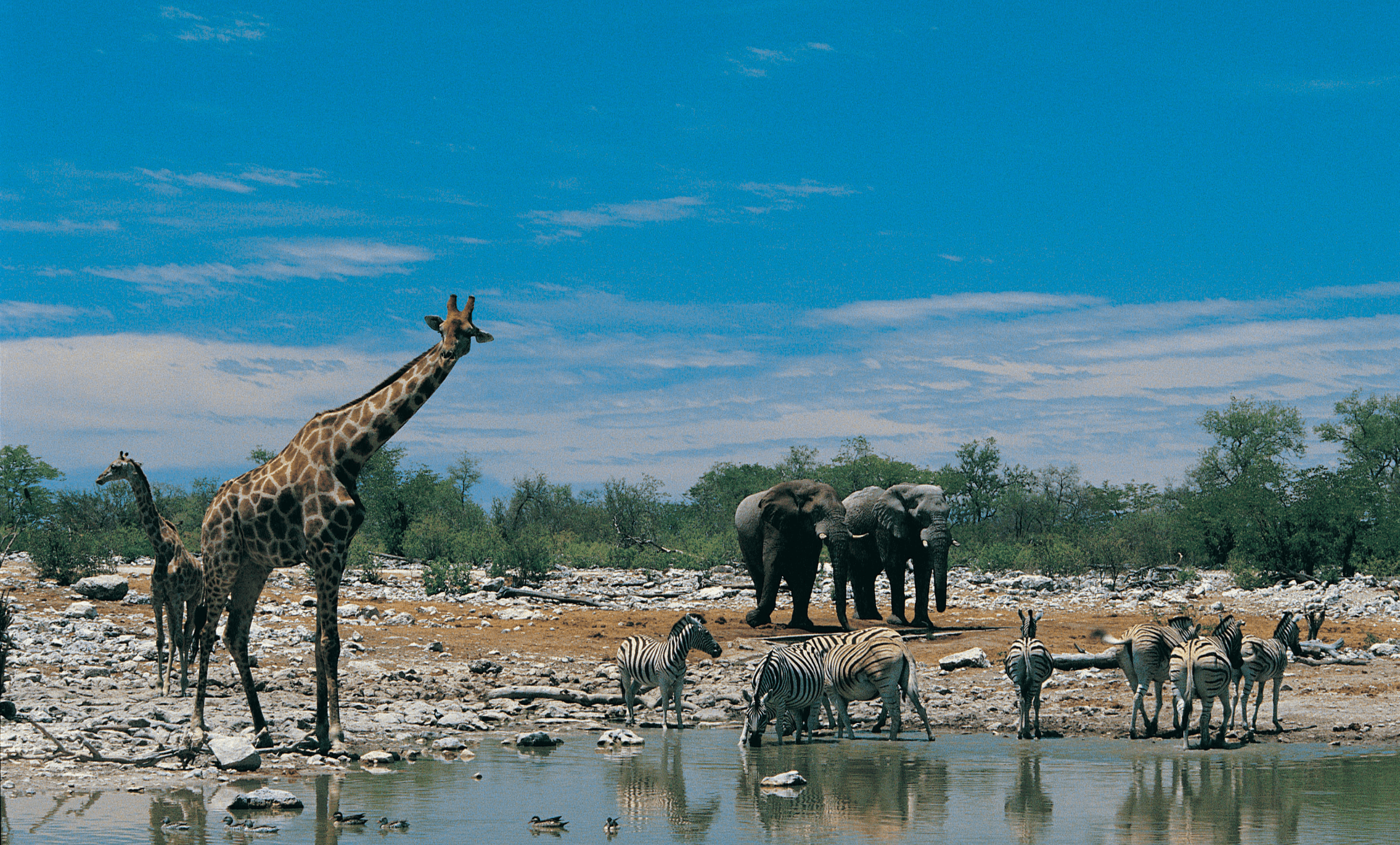 Biodiversidade: o que é e como a proteger?